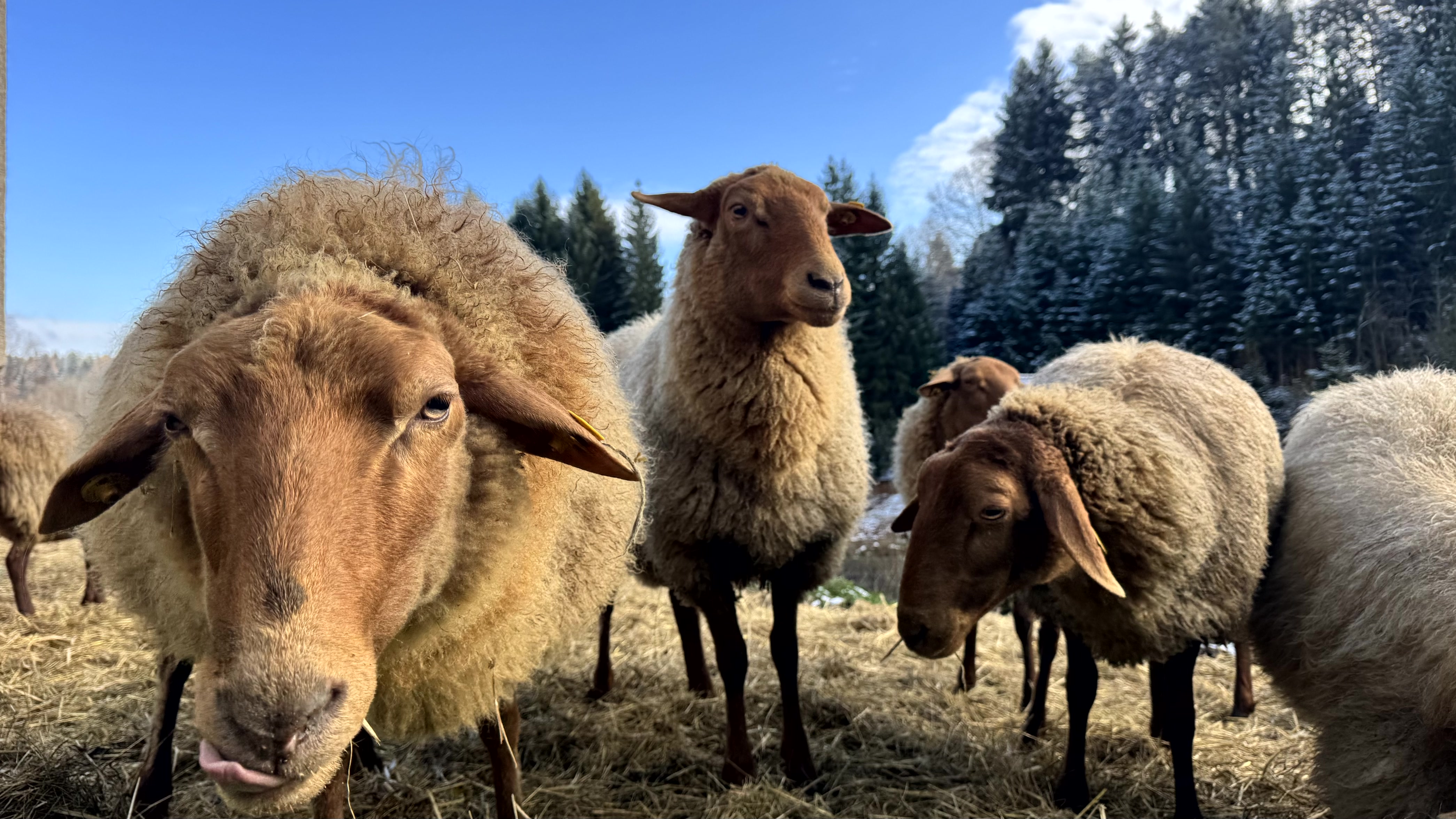 Unsere Schafe an einem klaren Wintertag