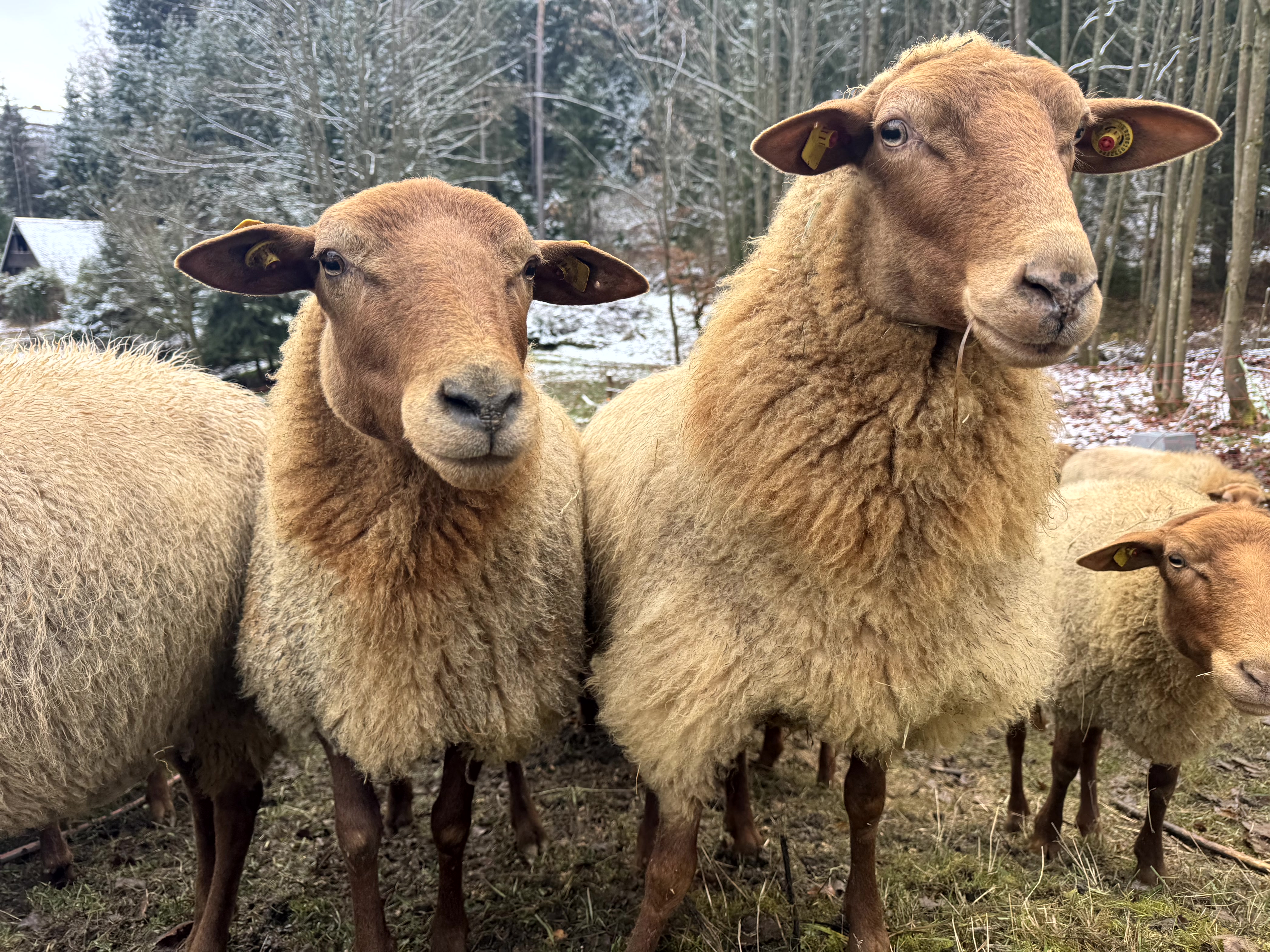 Ein Schaf aus unserer eigenen Herde