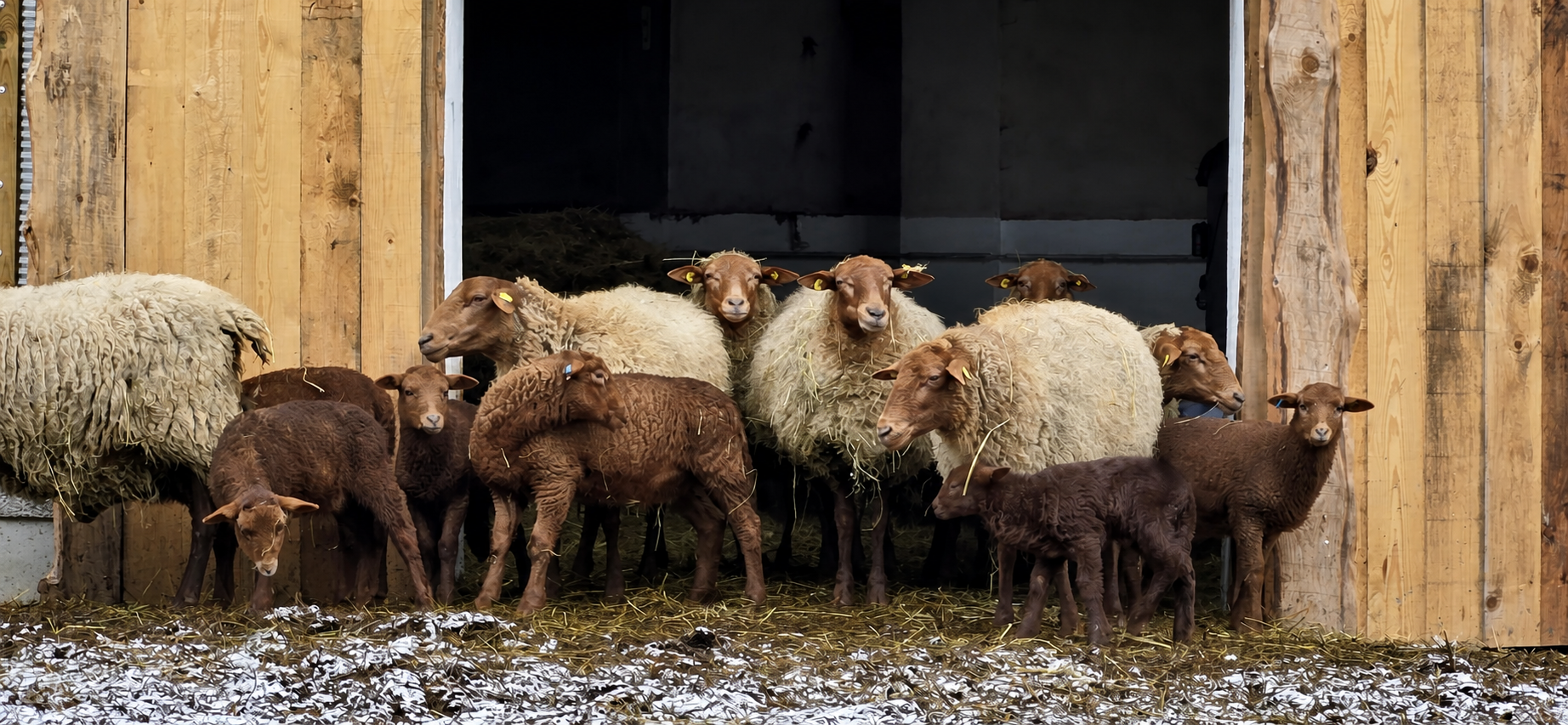 Schafe und Lämmer unserer Herdbuchzucht am Stall