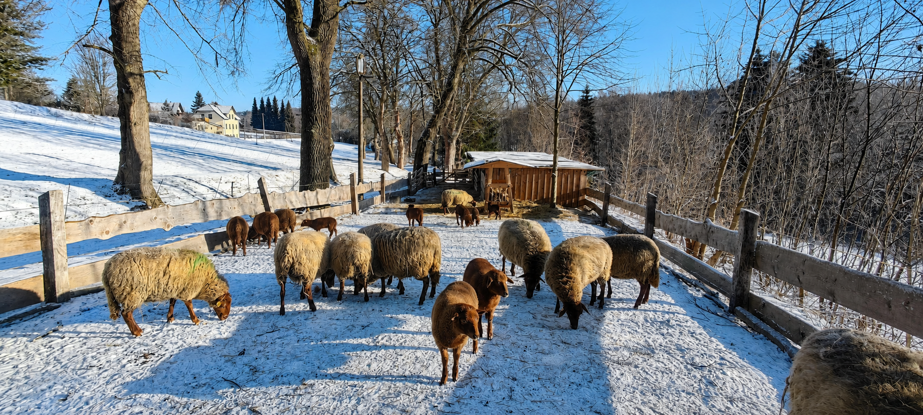Unsere Schafherde auf dem winterlichen Hofgelände