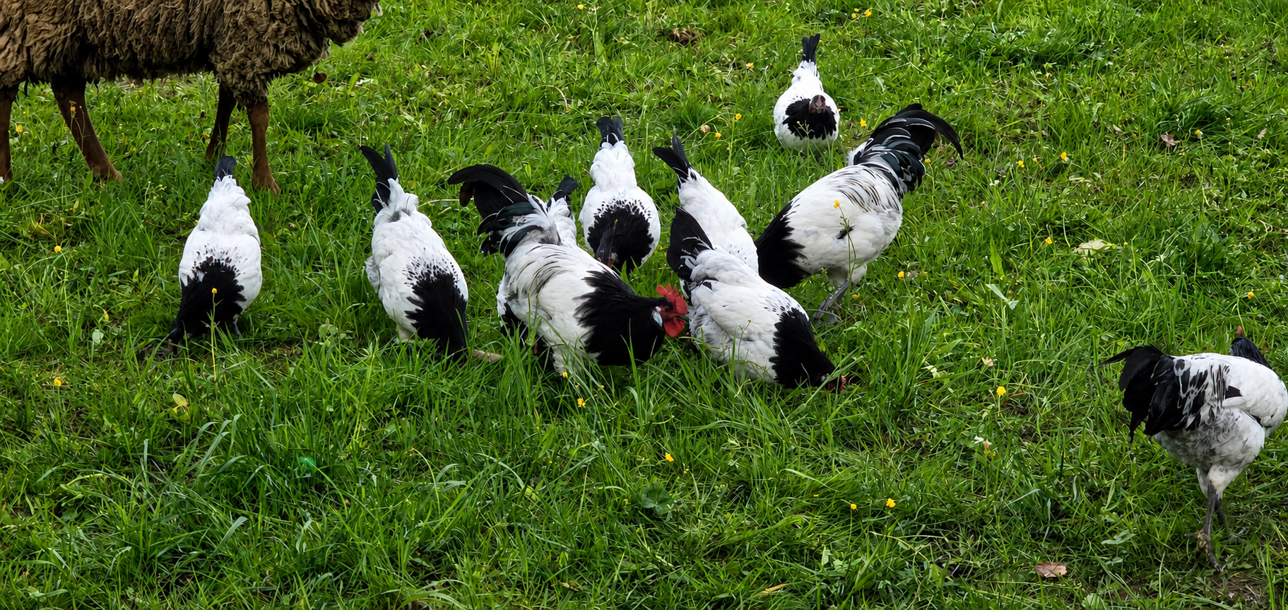 Unsere Hühner auf der Wiese