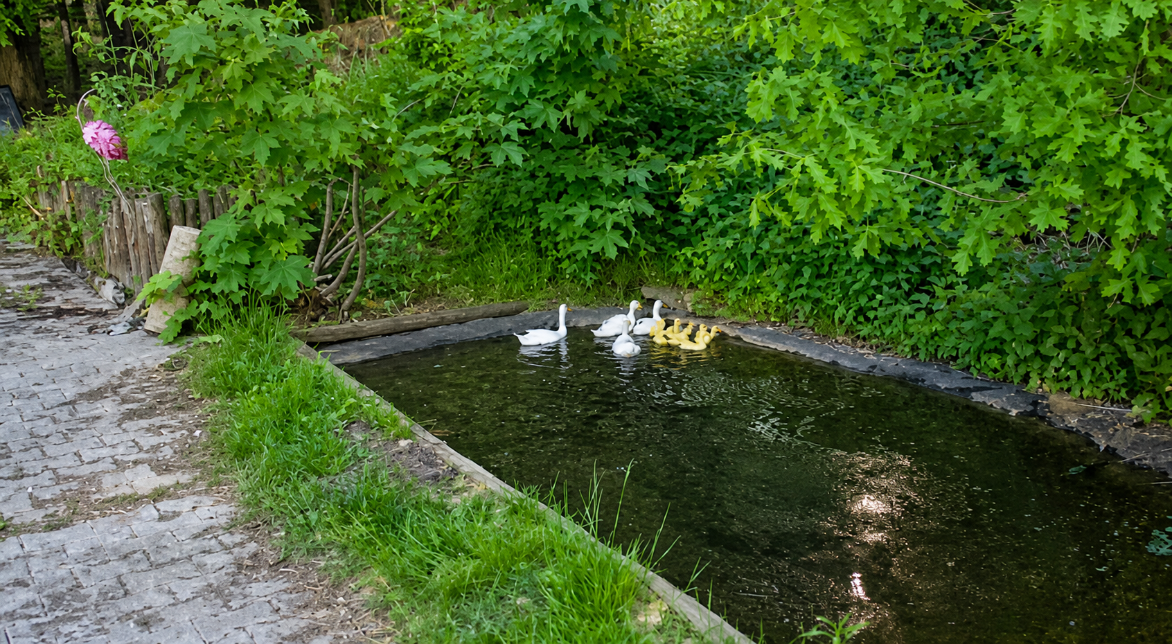 Unsere Enten gemeinsam auf dem Teich
