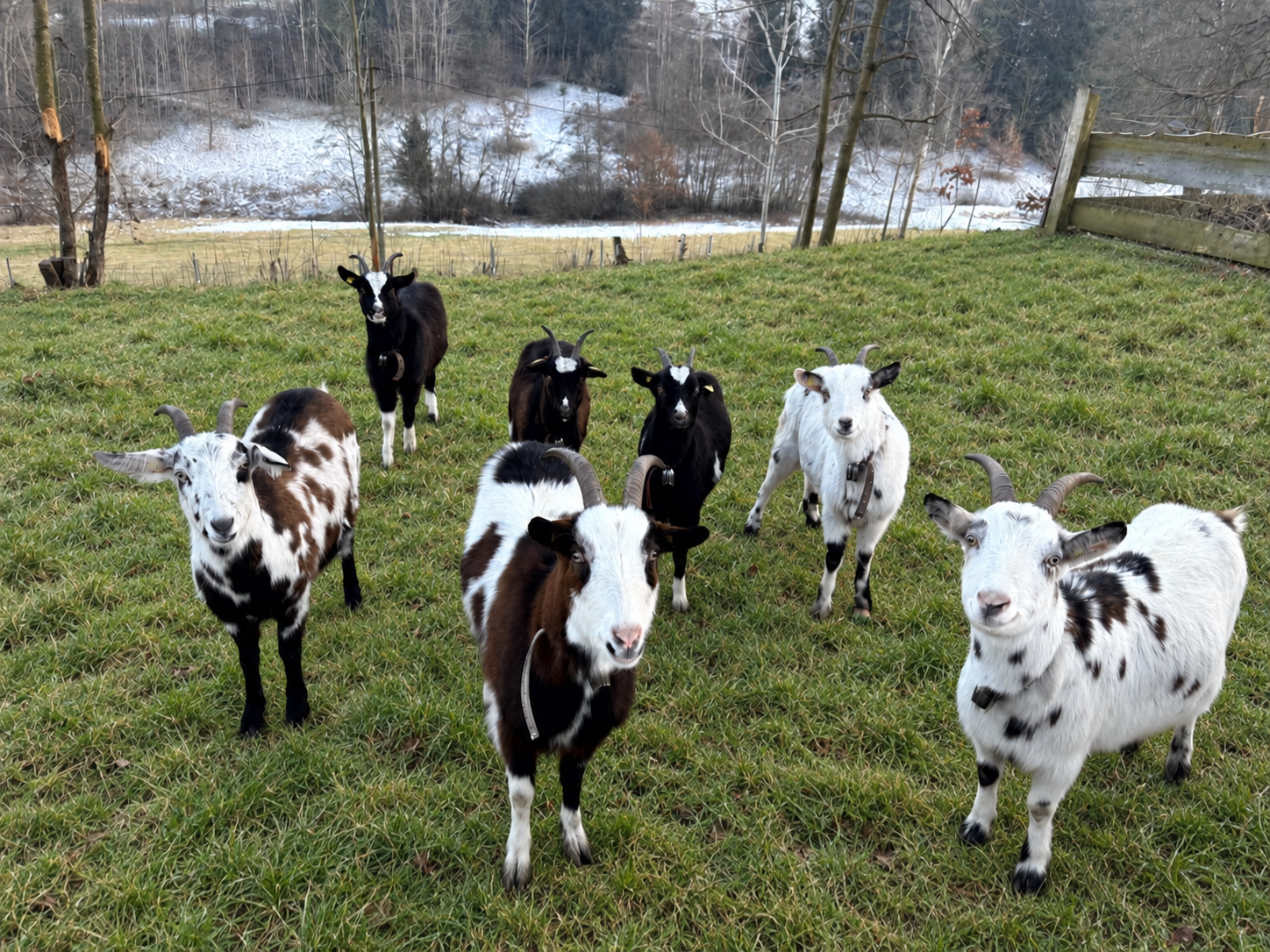 Unsere Ziegen auf der grünen Wiese