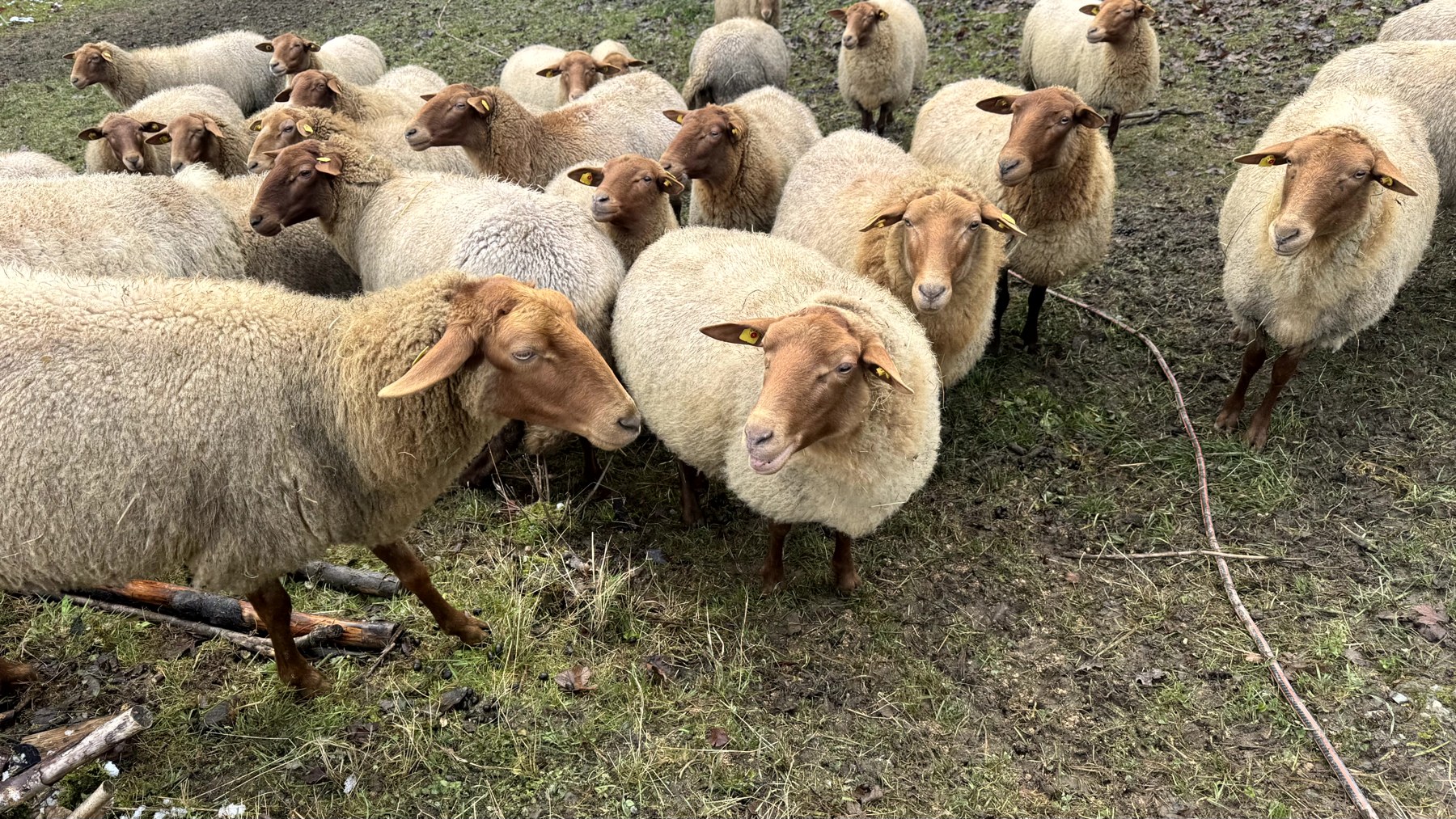 Unsere Schafherde aus nächster Nähe