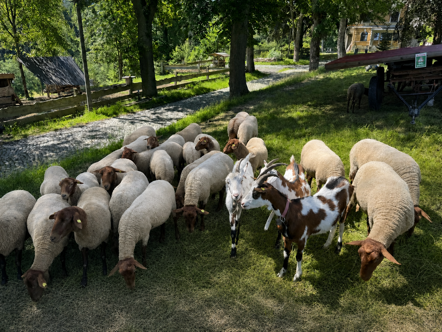 Unsere Schafe und Ziegen im sommerlichen Hofgelände