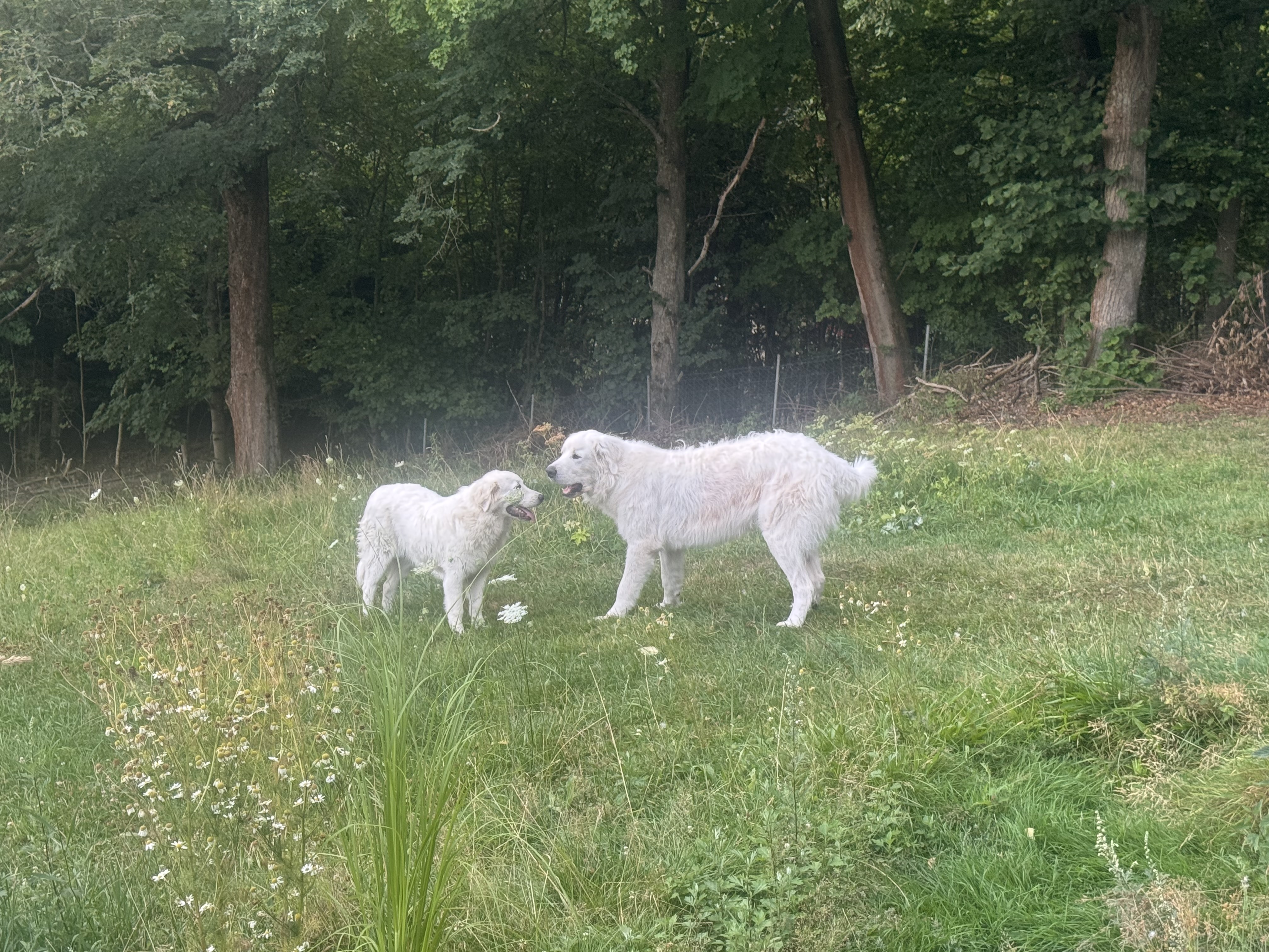 Unsere Maremmano-Herdenschutzhunde