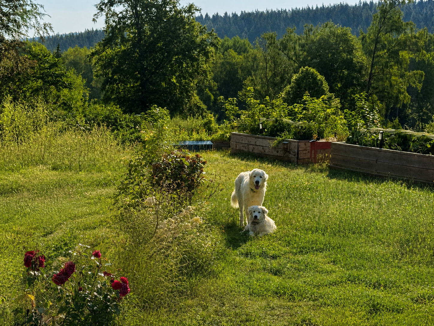 Zwei Maremmano-Herdenschutzhunde auf unserer Wiese
